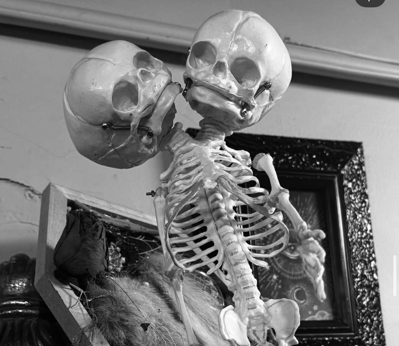 Two-headed skeleton oddity displayed on the studio wall at Black Cat Tattoo